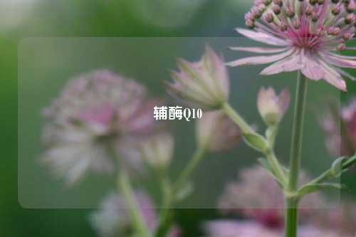 辅酶Q10