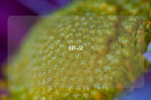  LIV-52